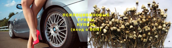 прущие грибы Иноземцево